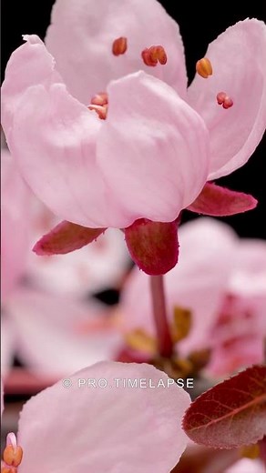 Cherry Blossom in Time Lapse #shorts
