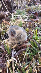 1.1M views · 15K reactions | Baby pikas, called pups, are small,...