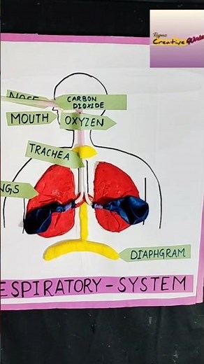 Human Respiratory System Science Model | #shorts