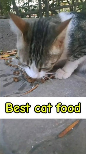 Best food for stray cats | Shorts video cats #catvideos #cat #catlover