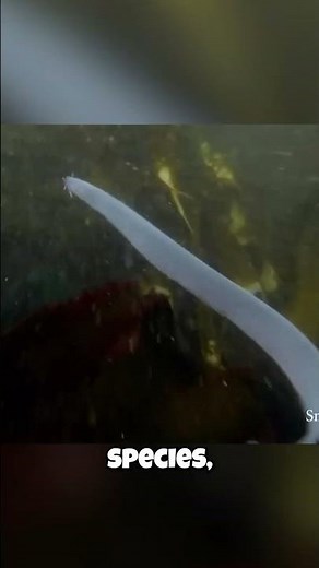 Hagfish: They Have FIVE Hearts?! ❤️❤️❤️❤️❤️