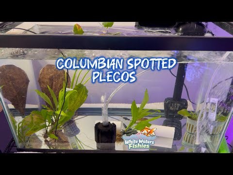 Upgrading My Colombian Plecos to Their Own 10 Gallon Tank.