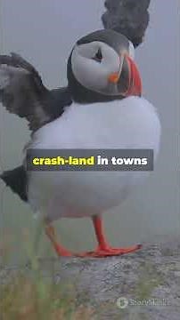 Pufflings: The Adorable Baby Puffins with a Moonlit Mission!