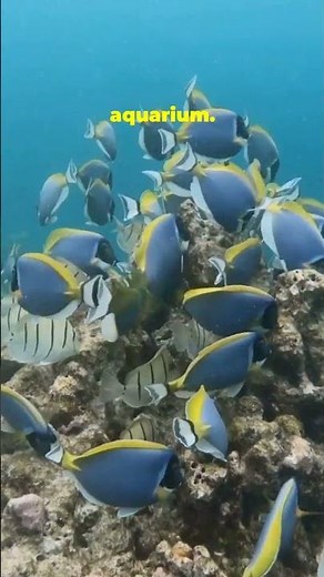 🎨 Ocean’s Own Artwork: The Powder Blue Tang! 🐟✨#PowderBlueTang #reeffishing #aquariumvibes