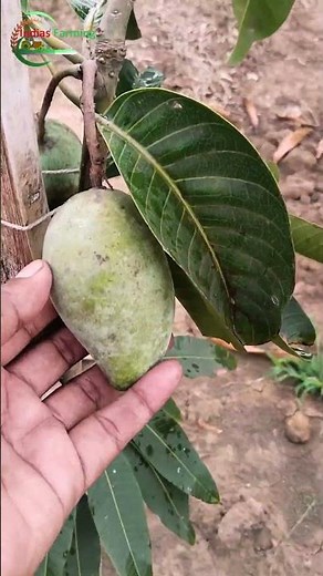 Carabao Mango || Philippine's mango variety || Indias Farming
