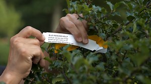 Holly bushes may be synonymous with wintertime and the holiday season, but, they are a great way to add cheer to your landscape all year long.🪴⁠ Learn all about them from Jenn Nawada: | This Old House