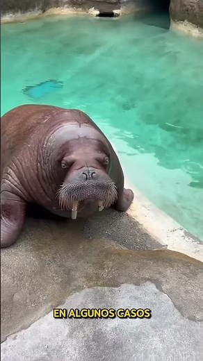 The Walrus: The Most Unique Animal in the World