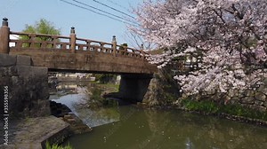 Omihachiman Bridge over moat with Sakura Tree in Spring