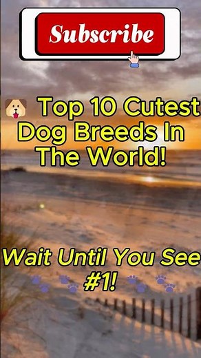 🐶 Top 10 Cutest Dog Breeds in the World! 🐾🐾🐾