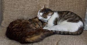 Why Cats Lick and Bite You, According to Science