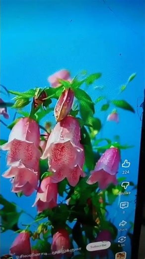 Flower Short ||ytshorts #M.s.m.k Entertainment Shorts