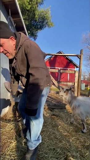 Nigerian Dwarf Goat Playfully Jumps on Man's Back - 1490725