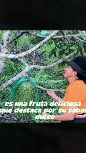 🍈 Un Solo Trozo de Guanábana Puede Aportarte Esto