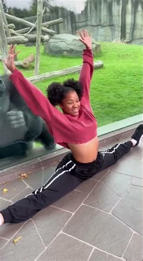 Gorilla’s Hilarious Reaction to a Girl Doing the Splits!