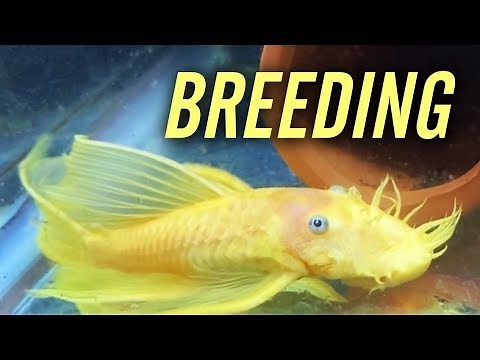 L144 Longfin Blue Eye Lemon Bristlenose Pleco Breeding