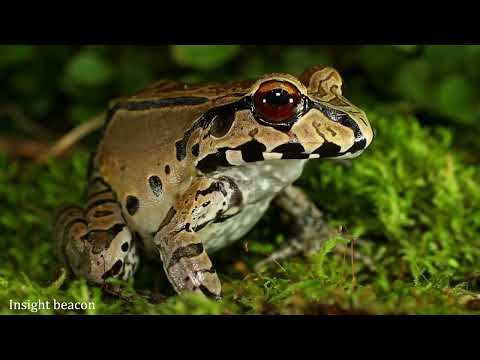 Inside Amazon: Incredible Animals You Have Never Seen Before| 8k