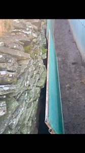 Multiple rats dispatched my the terriers in a matter of seconds! 🥇🐀 | Yorkshire Rat Pack