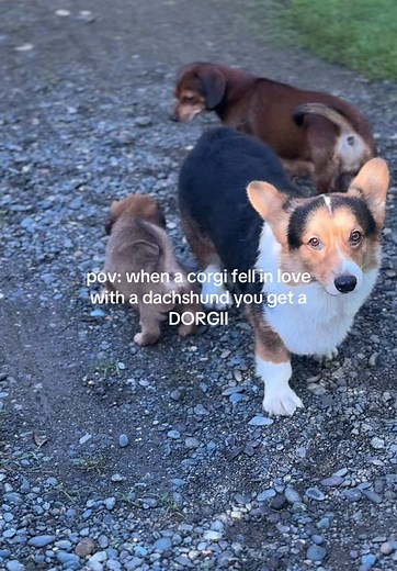 Dachshund x Corgi Love: Meet the Dorgiis