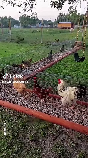 Chicken Farming Revolution: One Idea's Impact