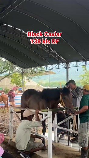 Main Black (Badai NTB) | Man Andom