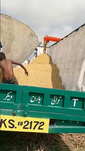 "Rice Cutting Machine | Fast Harvesting in the Fields"