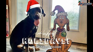 Adorable Chocolate Lab puppy Lulu shows off some impressive self control around distractions. Lulu took our puppy training classes a few months back and now at 6 months old she's doing awesome in our board & train program. Great Job Lulu!! Give the wonderful gift of dog training this holiday season! ‍了 For more info visit our website: olk9sarasota.com | Off Leash K9 Training, Sarasota | Facebook