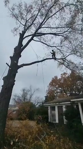 ReconTree&DevelopmentLLC on TikTok