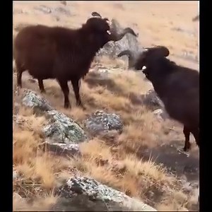 When the goats are angry | Bong Panchali