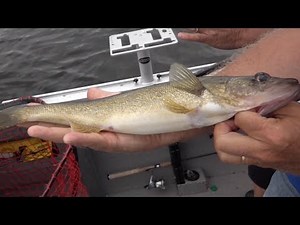 Slamming Walleye on Lake Gogebic - Season 3