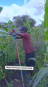 10K views · 133 reactions | Maize Farming | Farm with Tonny greenhouse and irrigation solutions | Facebook
