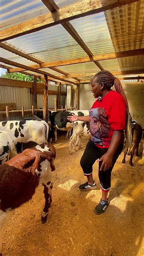 Starting Your Dairy Farm with Calves: Fleckvieh, Ayrshire, and Holstein Friesian