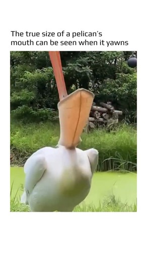 World in Motion 🕹️ on Instagram: "The true size of a pelican’s mouth becomes even more impressive when the bird yawns or fully opens its beak. The large and highly flexible beak, especially the lower part called the gular pouch, can expand in an extraordinary way, revealing how sophisticated this feeding tool really is. When fully open, the pouch can hold several liters of water or even large fish, making it easier to catch prey while fishing. At that moment, the thin skin can become almost tra