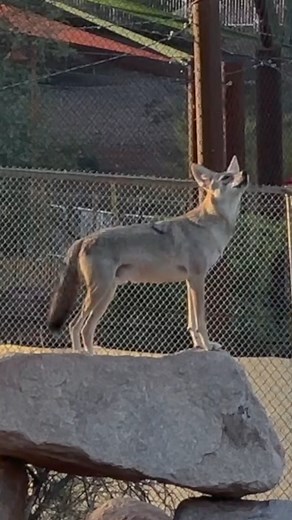 19K views · 579 reactions | SOUND UP  to hear the iconic coyote howl! | Phoenix Zoo | Facebook