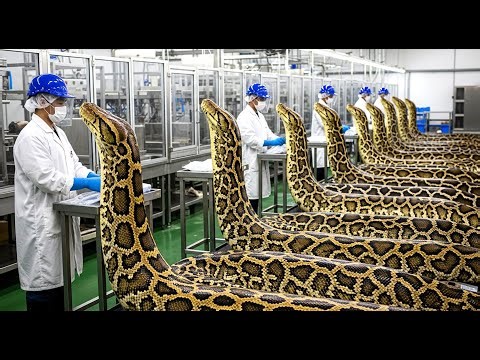 Inside a Modern Python Meat Factory | From Giant Snake to Packaged Protein