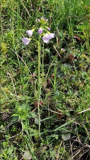 A wild plant with a mustard flavor! #wildplants #edible
