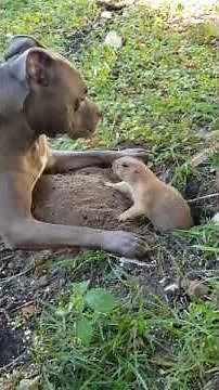 pit bull vs gopher :)