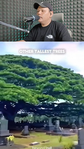 621K views · 23K reactions | The Giant Trees  | Salmon Parsaoran Lubis | Facebook