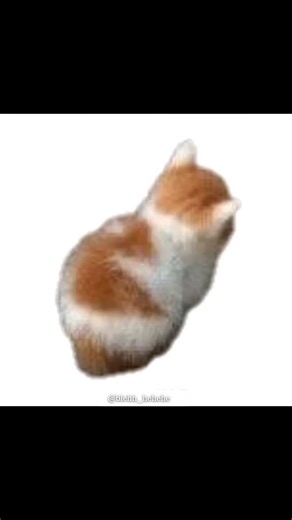 your blehh cat 😼 on Instagram: "🔥 Day 3 of posting Bleh Cat until the whole internet starts screaming “BLEHHH!” 🐱💥 This cat is pure chaos, pure energy, pure meme material — and I’m officially committing to the madness. If you’re reading this… you’re part of Day 3 history now. 😼⚡ BLEH 3!!! 💬🐾 #blehcat #bleh #day3 #catmemes #viralreels"