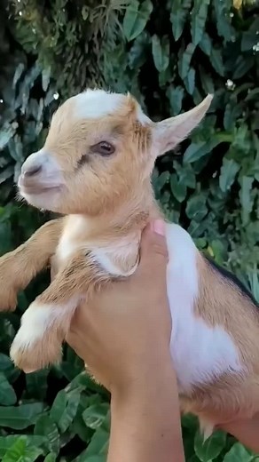 Adorable Goat Saying 'Beee beee' 🐐 | Funny Animal Compilation