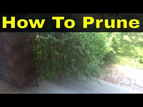How To Prune An Overgrown Bush-Easy Tutorial