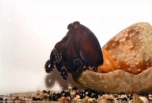 Octopus shows unique hunting, social and sexual behavior