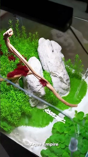How to Design an Aquascape That Looks THIS Good 🐠✨ #aquascaping #plantedtank #diy