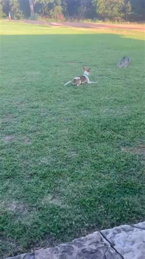 They get along like Cats and Dogs | Richard Arellano