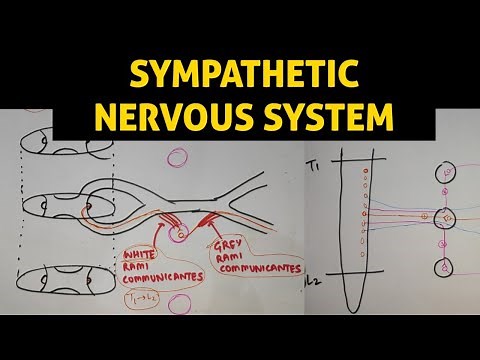 ANS - 1 | Sympathetic Nervous System