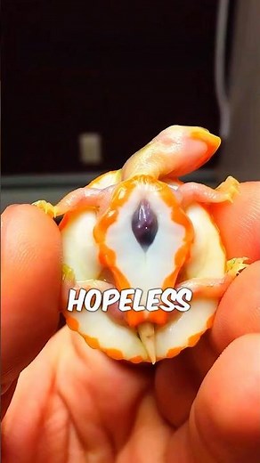 A Miracle Turtle Story You Need to See❤️🥹 #shorts