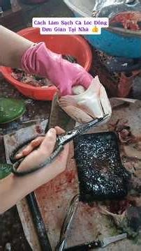 If you don't know how to clean snakehead fish, watch this entire video and you'll definitely know...