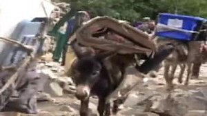 Donkey lifeline for Afghan polling stations