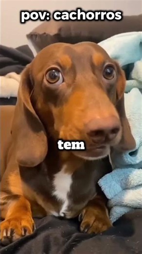 pov:dog🤦🤦