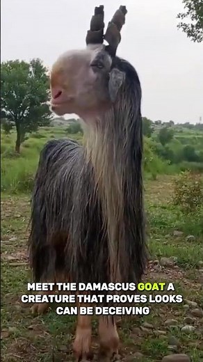 Damascus Goat: Why Is This “Ugly” Animal So Valuable? 🐐