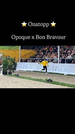 ⭐️ Onatopp ⭐️ von Opoque x Bon Bravour #hannoveraner #horsebreeding #hanoverian #stallionlicensing Foto: @beelitzkiki | Christina Beuke